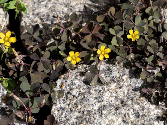 playground.jan-overwaul.de/wallpaper